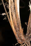 Calcium-hating sedge